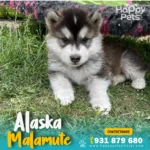 alaska malamute en lima