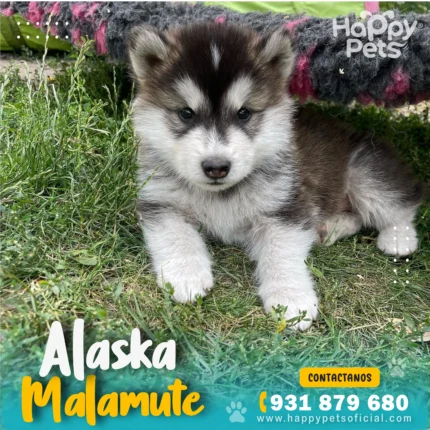 alaska malamute en lima