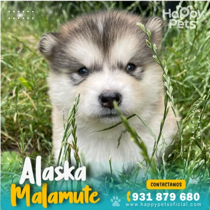 cachorro alaska malamute en peru