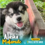 alaska malamute en peru