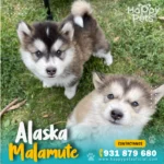 cachorro alaska malamute