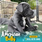 cachorro-de-raza-american-bully-en-peru