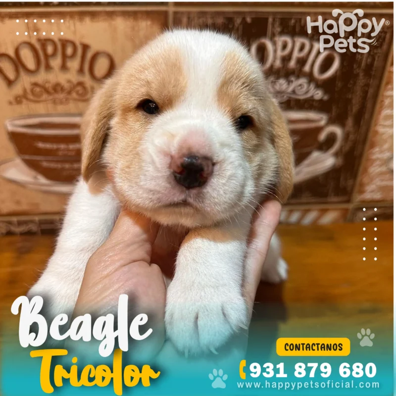 HP BEAGLE TRICOLOR 3 13 11zon 1
