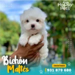 bichon maltes en lima