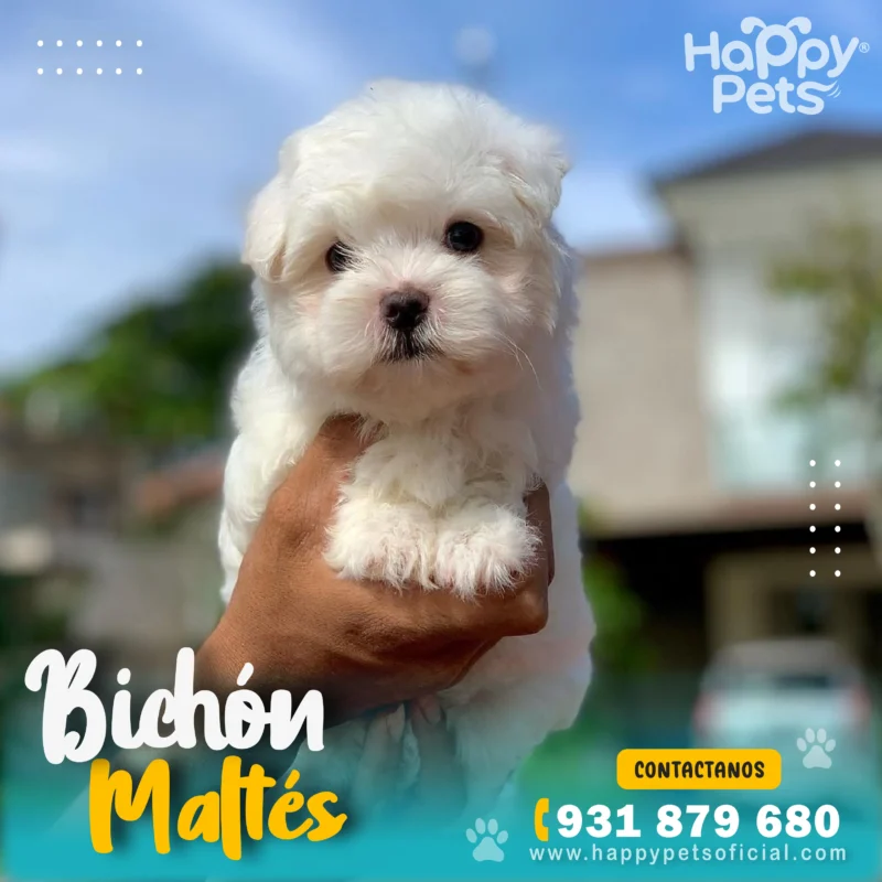 HP BICHON MALTES 3 21 11zon 1