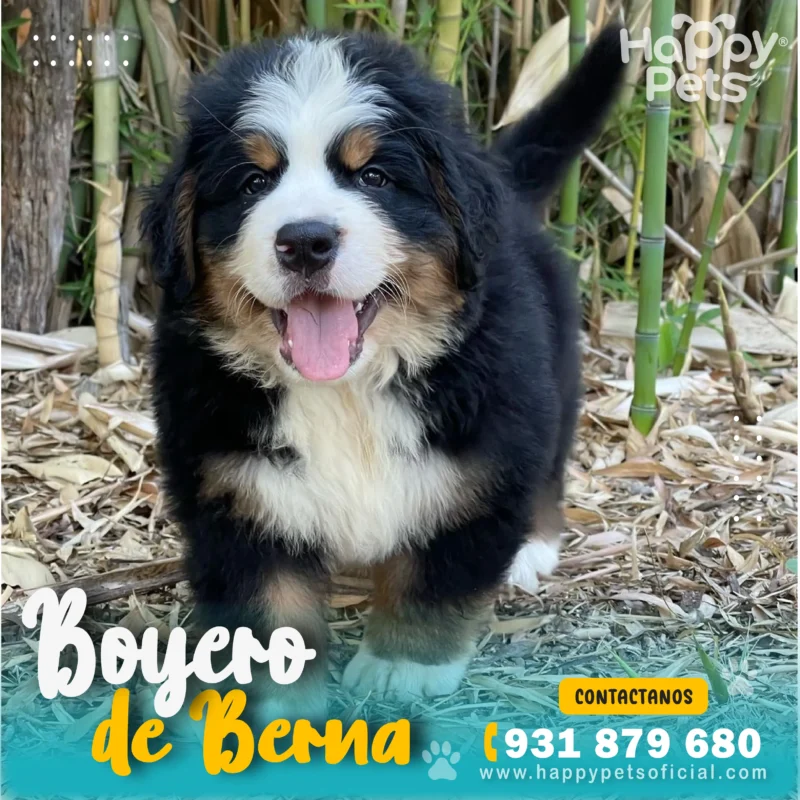 Boyero de Berna en lima Perú