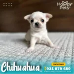 Chihuahua-en-lima