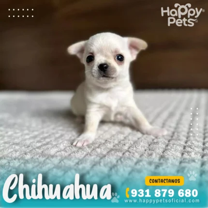 Chihuahua-en-lima