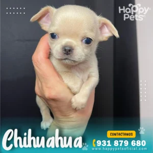 HP CHIHUAHUA 2 31 11zon