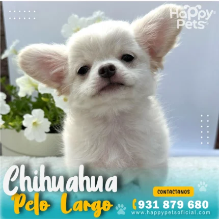 Chihuahua-pelo-largo-en-lima