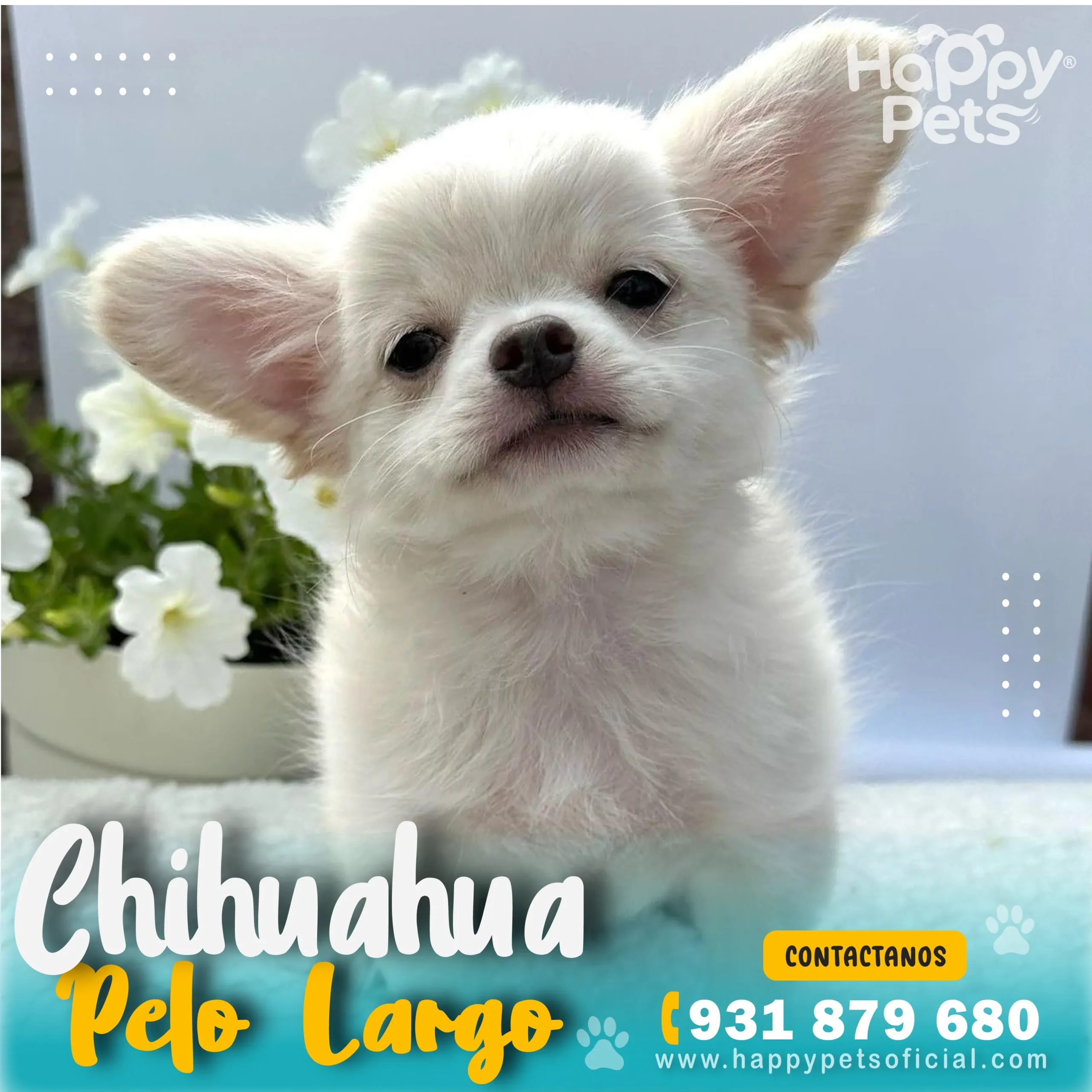 CHIHUAHUA PELO LARGO EN LIMA Chihuahua-pelo-largo-en-lima