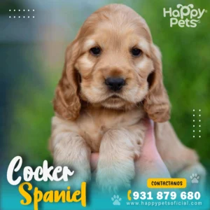 HP COCKER SPANIEL 1 31 11zon 1