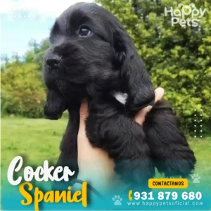 HP COCKER SPANIEL 2 32 11zon 1