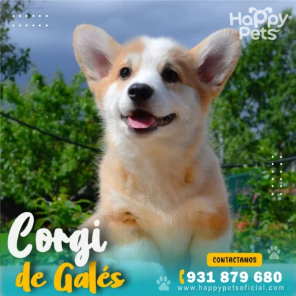 CORGI DE GALÉS