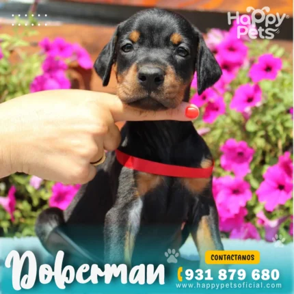 doberman en lima