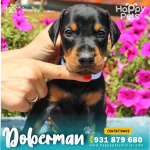 HP DOBERMAN 2 40 11zon 1
