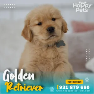 Cachorro Golden Retriever en venta en Lima con pedigree y vacunas al día