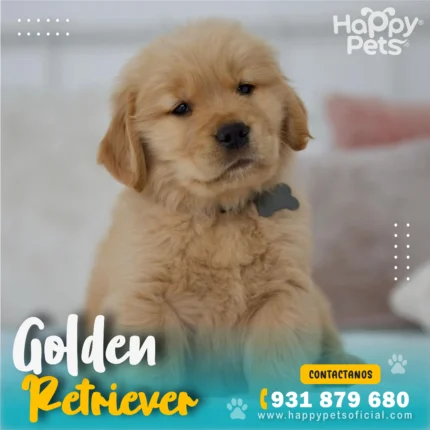 Cachorro Golden Retriever en venta en Lima con pedigree y vacunas al día