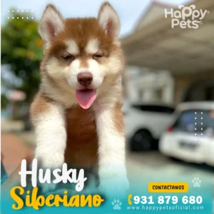 HP HUSKY SIBERIANO 2 48 11zon 1