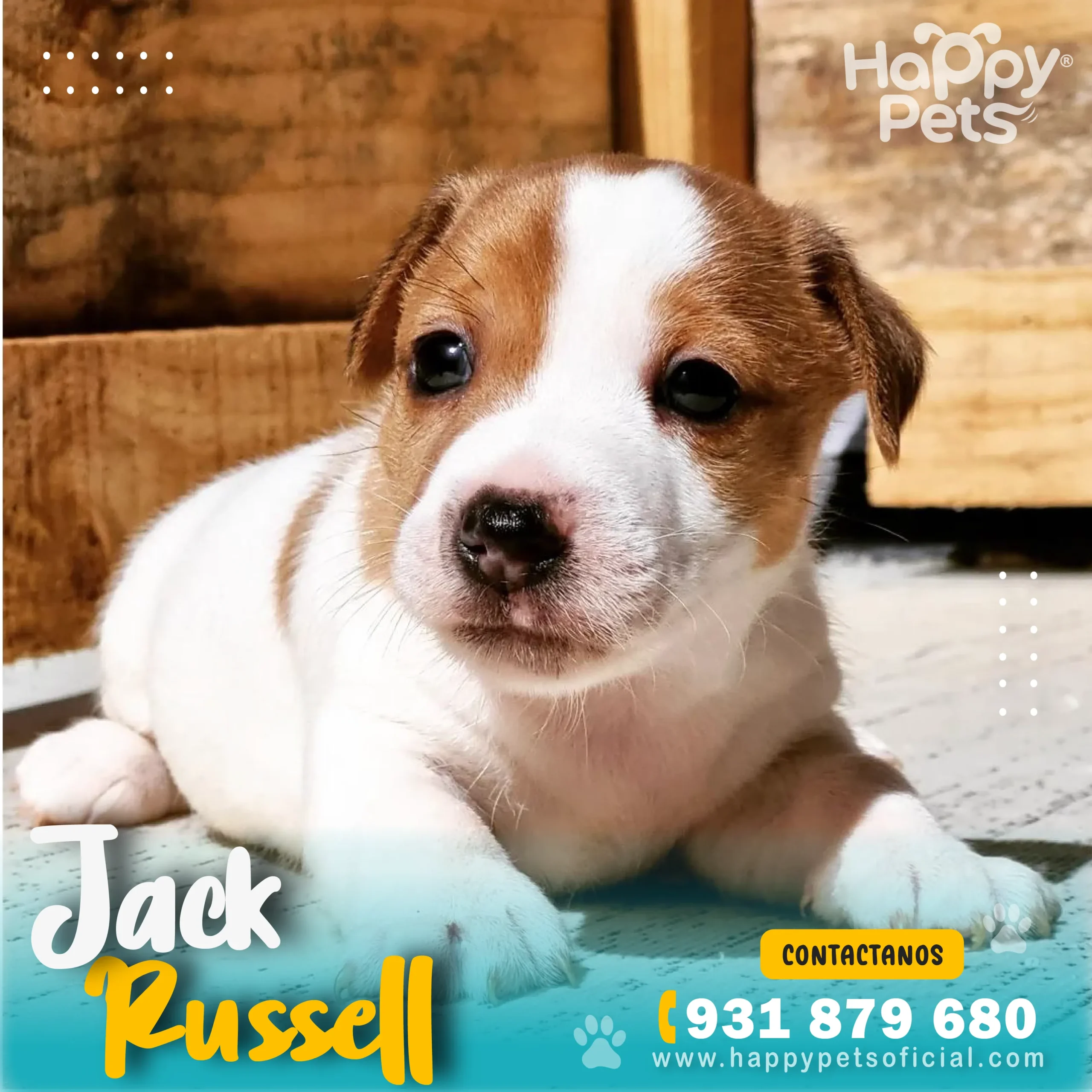 HP - JACK RUSSELL (1)_1_11zon HP JACK RUSSELL 1 1 11zon 1 scaled