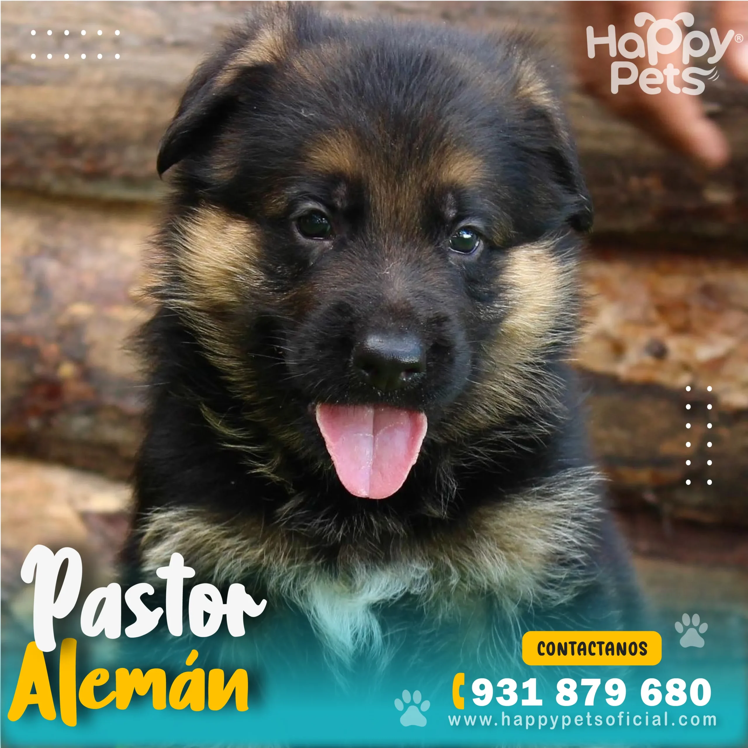 pastor aleman precio pastor-aleman-precio