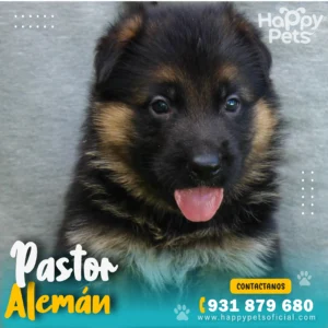 HP PASTOR ALEMAN 3 20 11zon 1