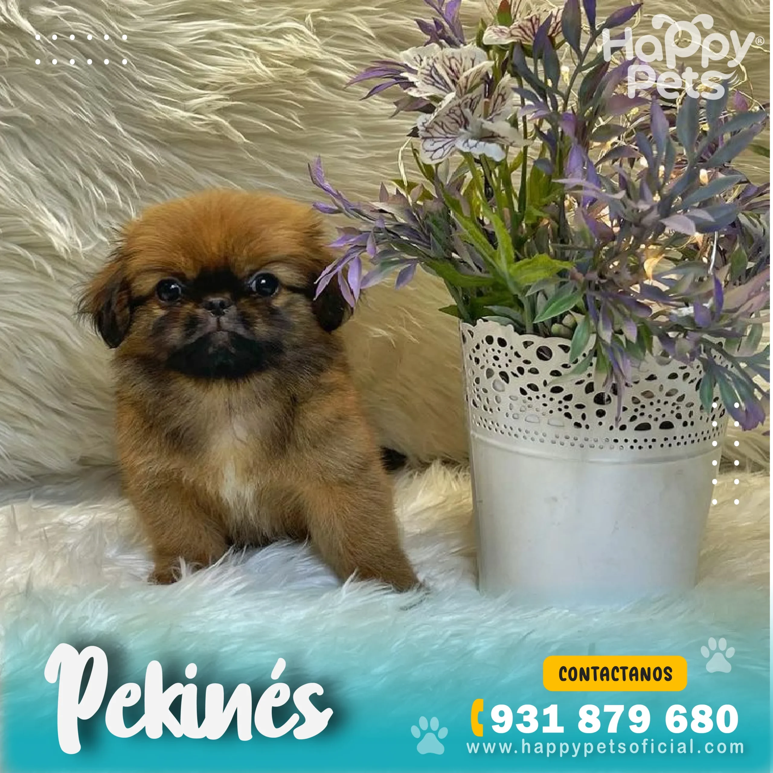 HP - PEKINES (1)_28_11zon HP PEKINES 1 28 11zon scaled