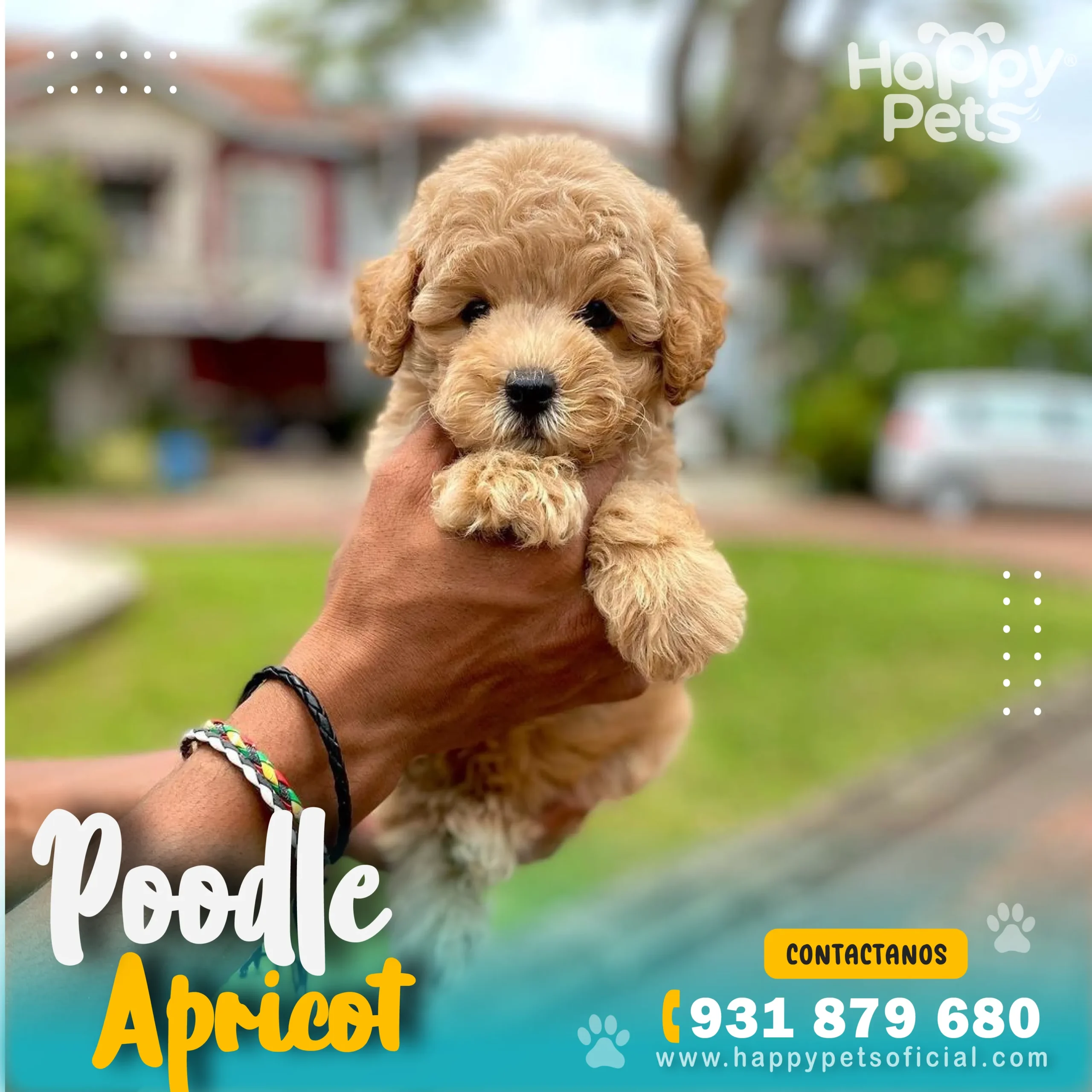 HP - POODLE APRICOT (3)_22_11zon HP POODLE APRICOT 3 22 11zon scaled