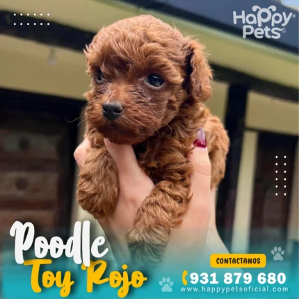poodle-rojo-en-lima