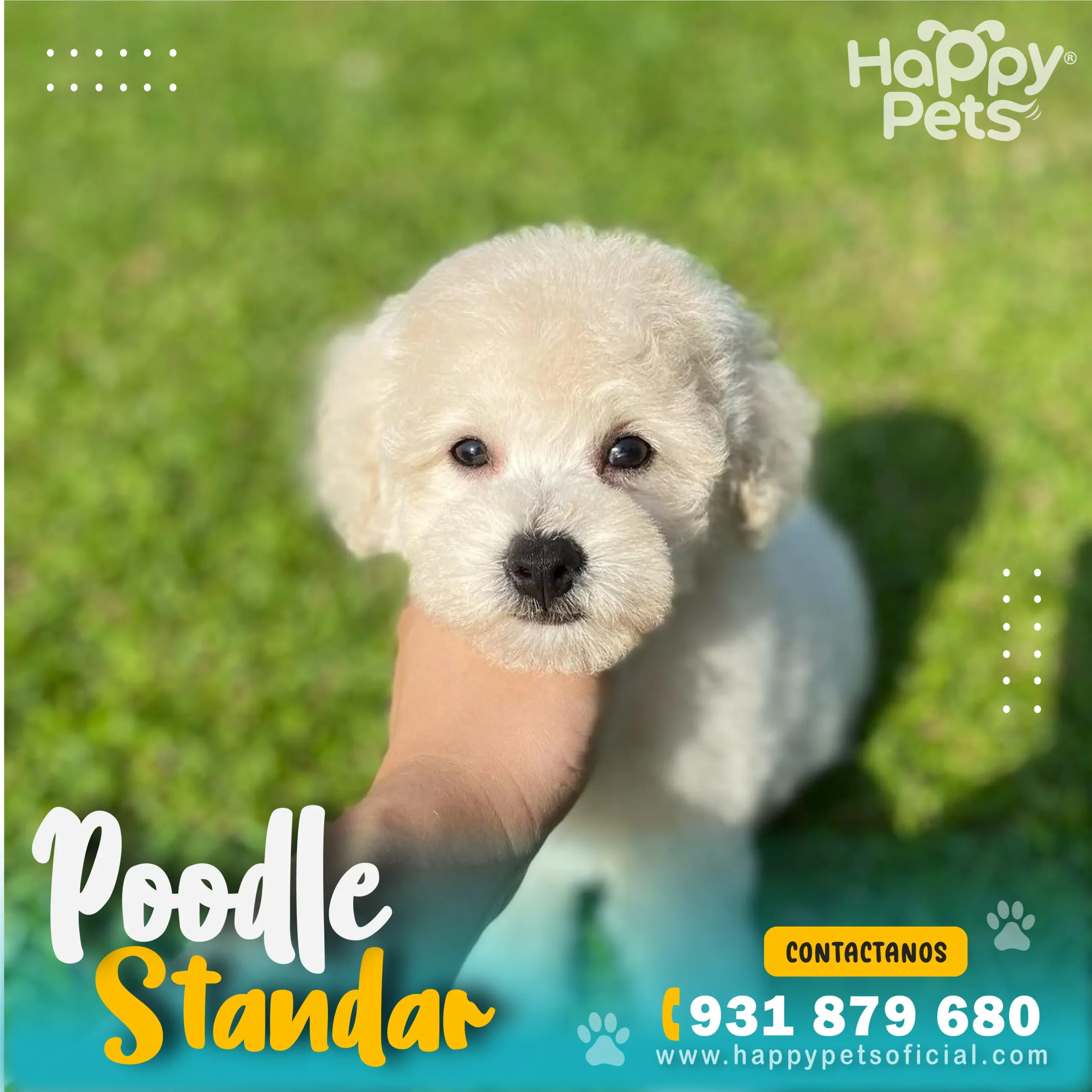 poodle-standar-en-lima poodle standar en lima