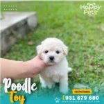 poodle toy precio