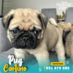 pug-carlino