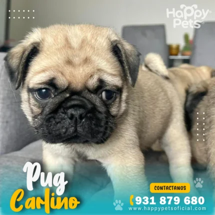 pug-carlino