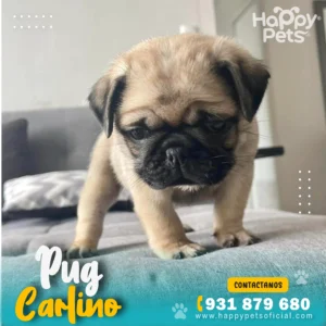 HP PUG CARLINO 4 25 11zon 1