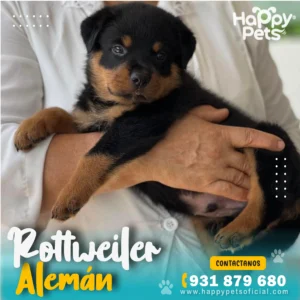 rottweiler aleman en lima