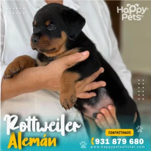 HP ROTTWEILER ALEMAN 2 27 11zon 1