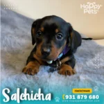 salchicha en lima