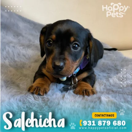 salchicha en lima