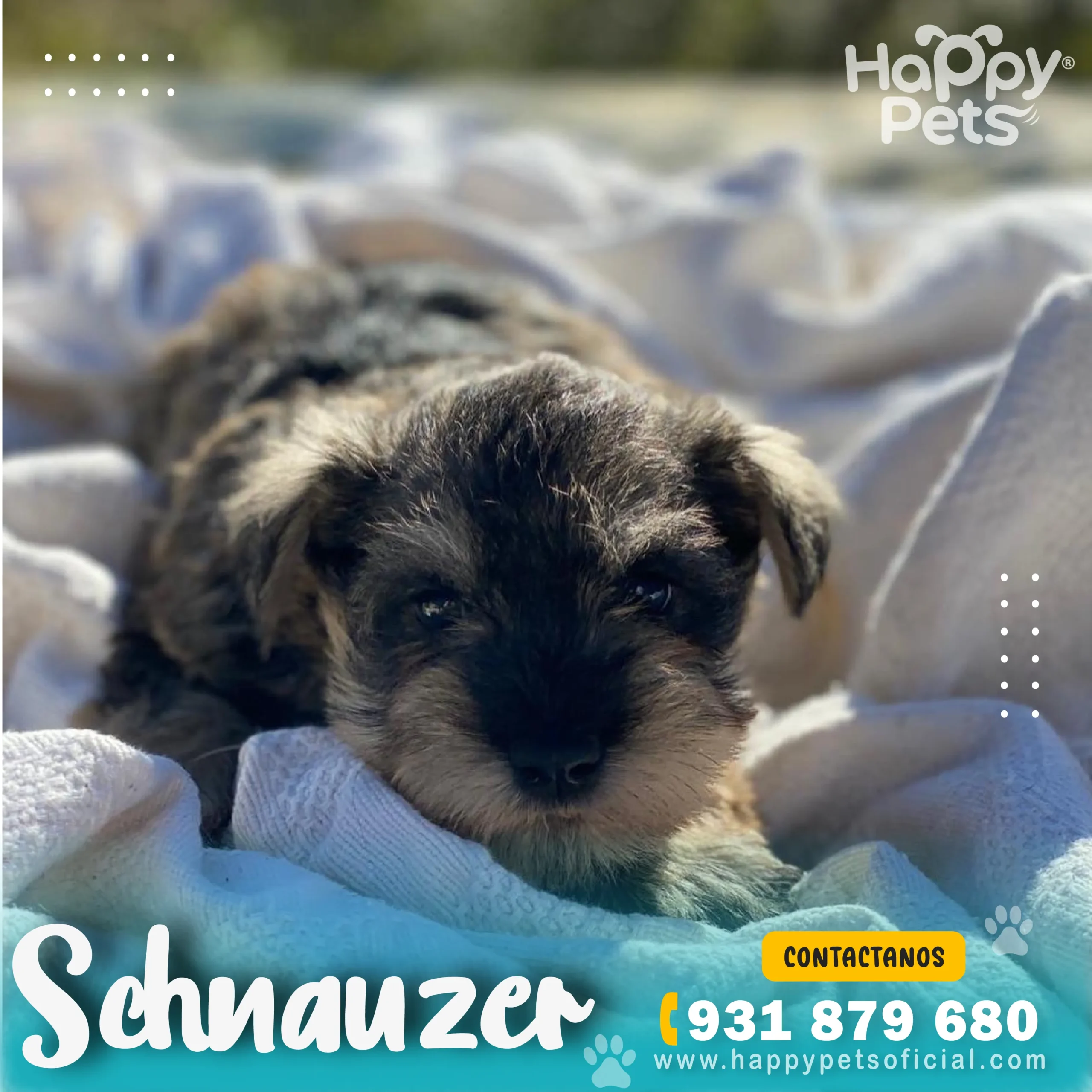 HP - SCHNAUZER (2)_44_11zon HP SCHNAUZER 2 44 11zon 2 scaled