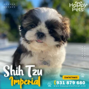 HP SHIH TZU 1 46 11zon 2