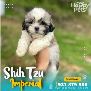 HP SHIH TZU 2 47 11zon 3