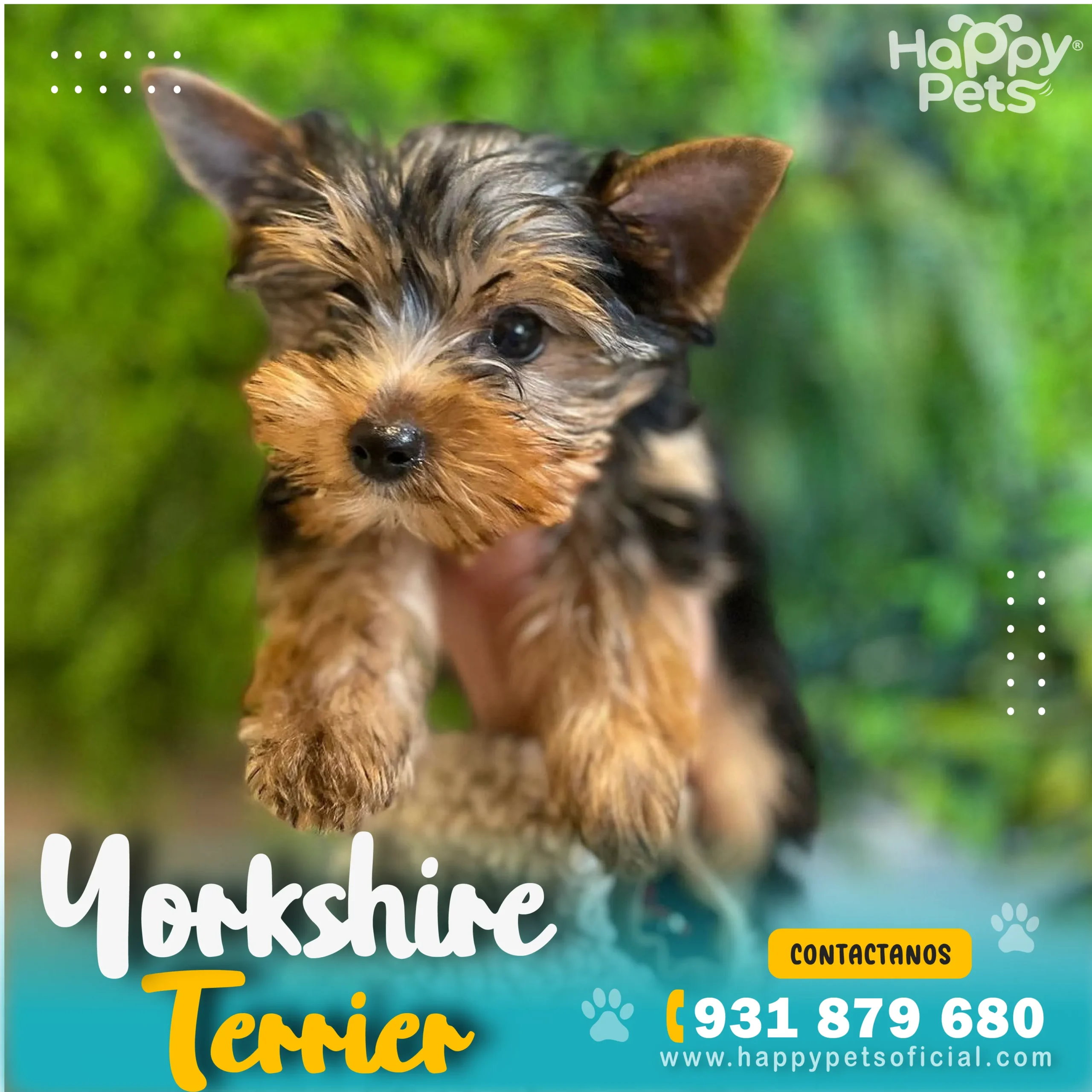 HP - YORKSHIRE (1)_4_11zon HP YORKSHIRE 1 4 11zon 1 scaled