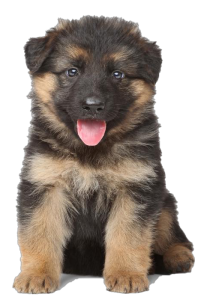 cachorro pastor aleman