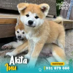 akita inu en lima Perú