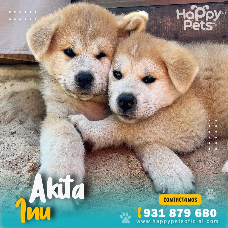 HP AKITA INU 2
