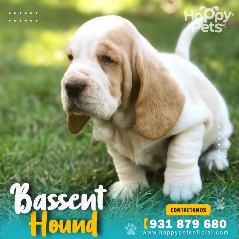 HP BASSENT HOUND 4