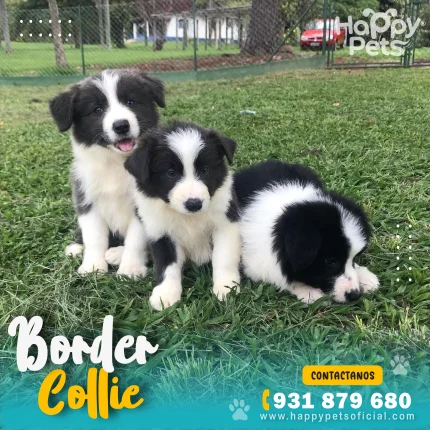 venta-de-cachorros-de raza-border-collie