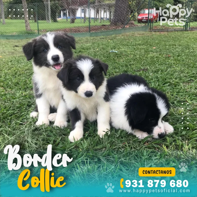 venta-de-cachorros-de raza-border-collie