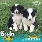 cachorro-border-collie-lima