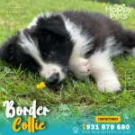border collie peru